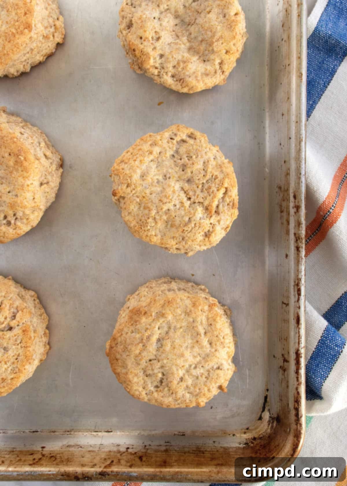 Wholesome Honey Wheat Biscuits 8 Freshly cut biscuit dough circles arranged on a baking sheet, brushed with a honey butter glaze, ready for the oven.