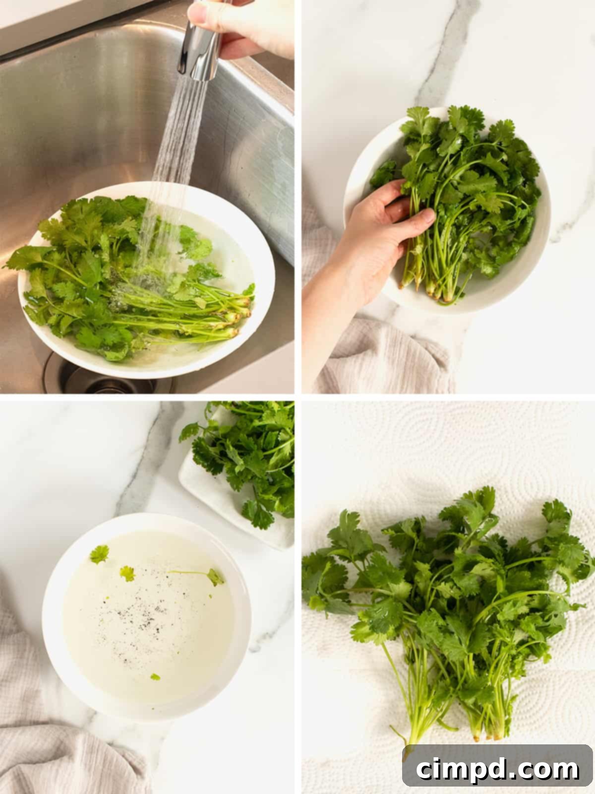 How to Wash Cilantro by The BakerMama - Clean, dry cilantro spread on paper towels.