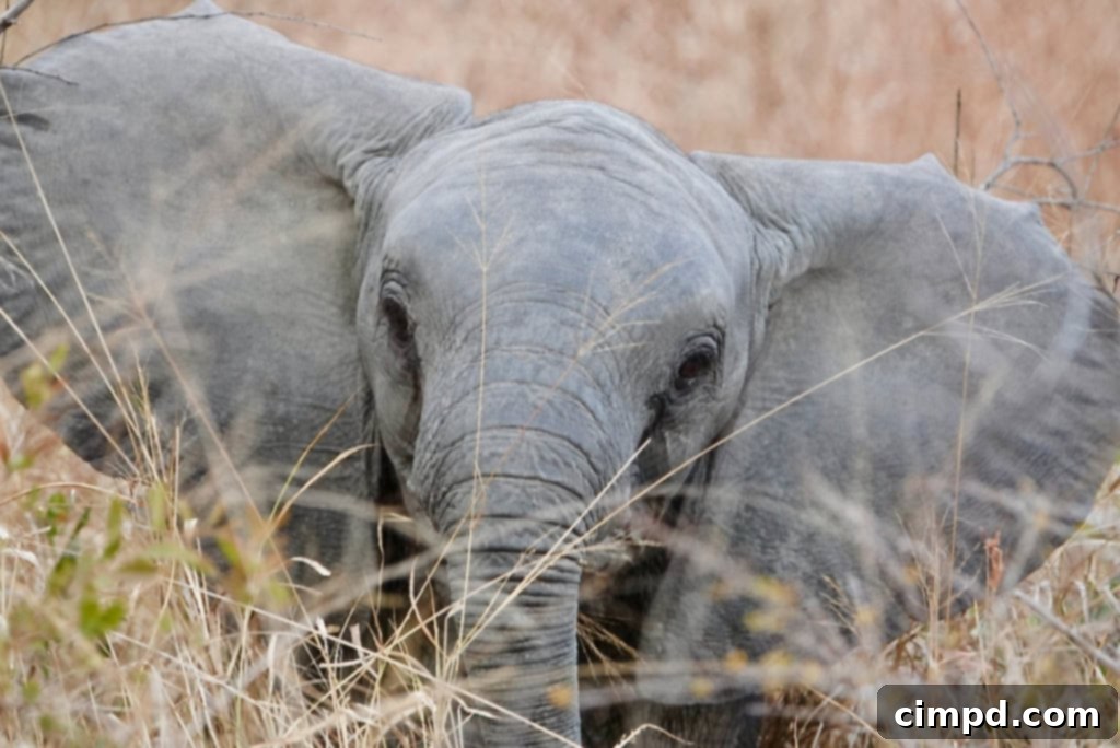 Exploring the Wonders of South Africa and Zambia 10 A baby African elephant with ears fanned out standing in tall dry grass during a safari.
