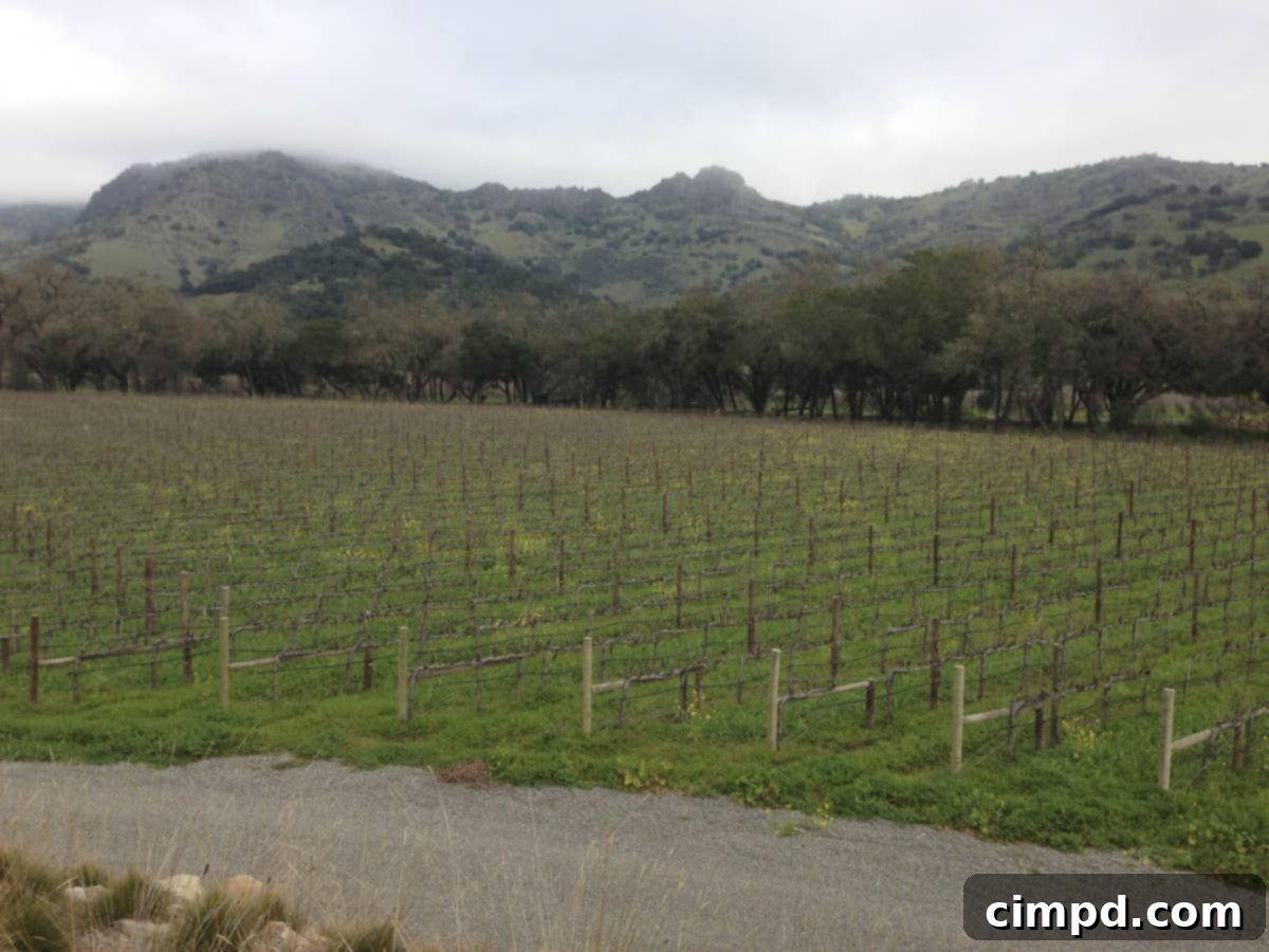 Napa Valley Vineyards - Scenic Wine Country