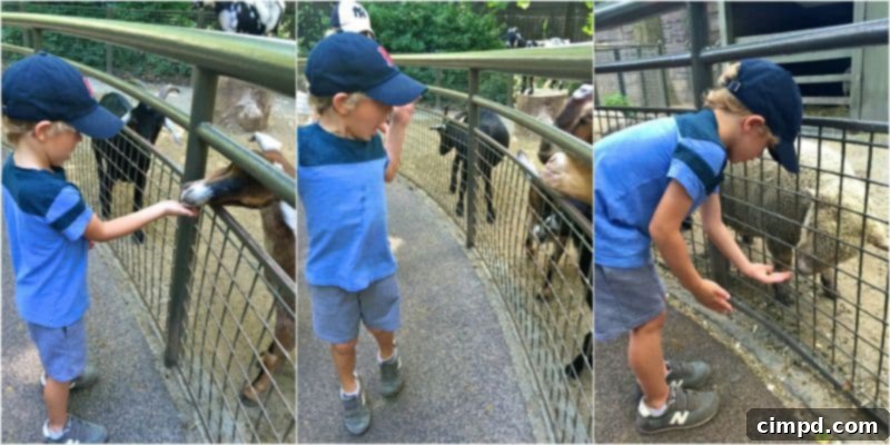 Child feeding animals at the Central Park Children's Zoo
