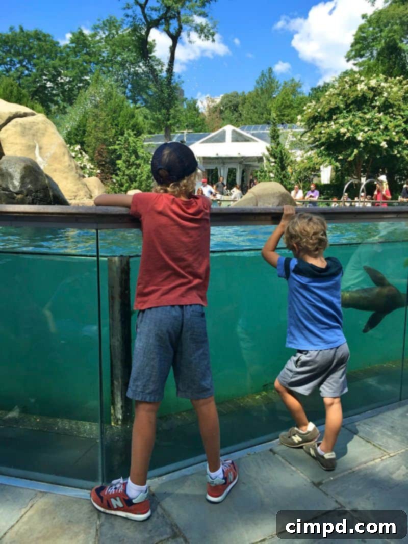 Sea lion performing during a show at Central Park Zoo