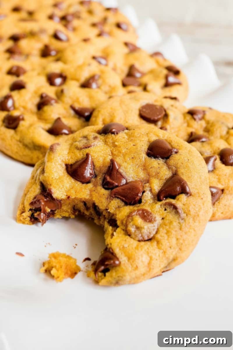 Close-up of a soft, chewy Pumpkin Chocolate Chip Cookie, showing its moist texture and melty chocolate
